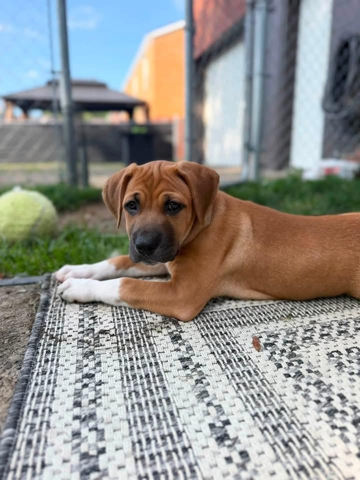 Cassie, a Adoptable mixed breed in Irwin, PA image 4/5