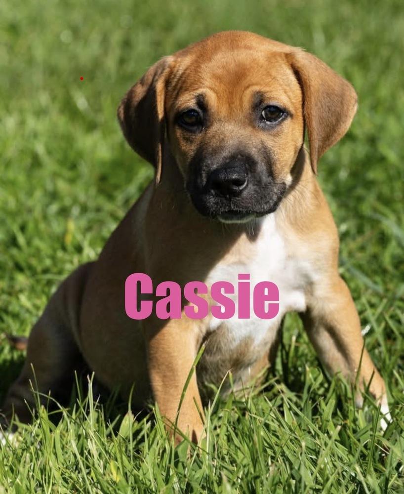 Cassie, a Adoptable mixed breed in Irwin, PA image 5/5