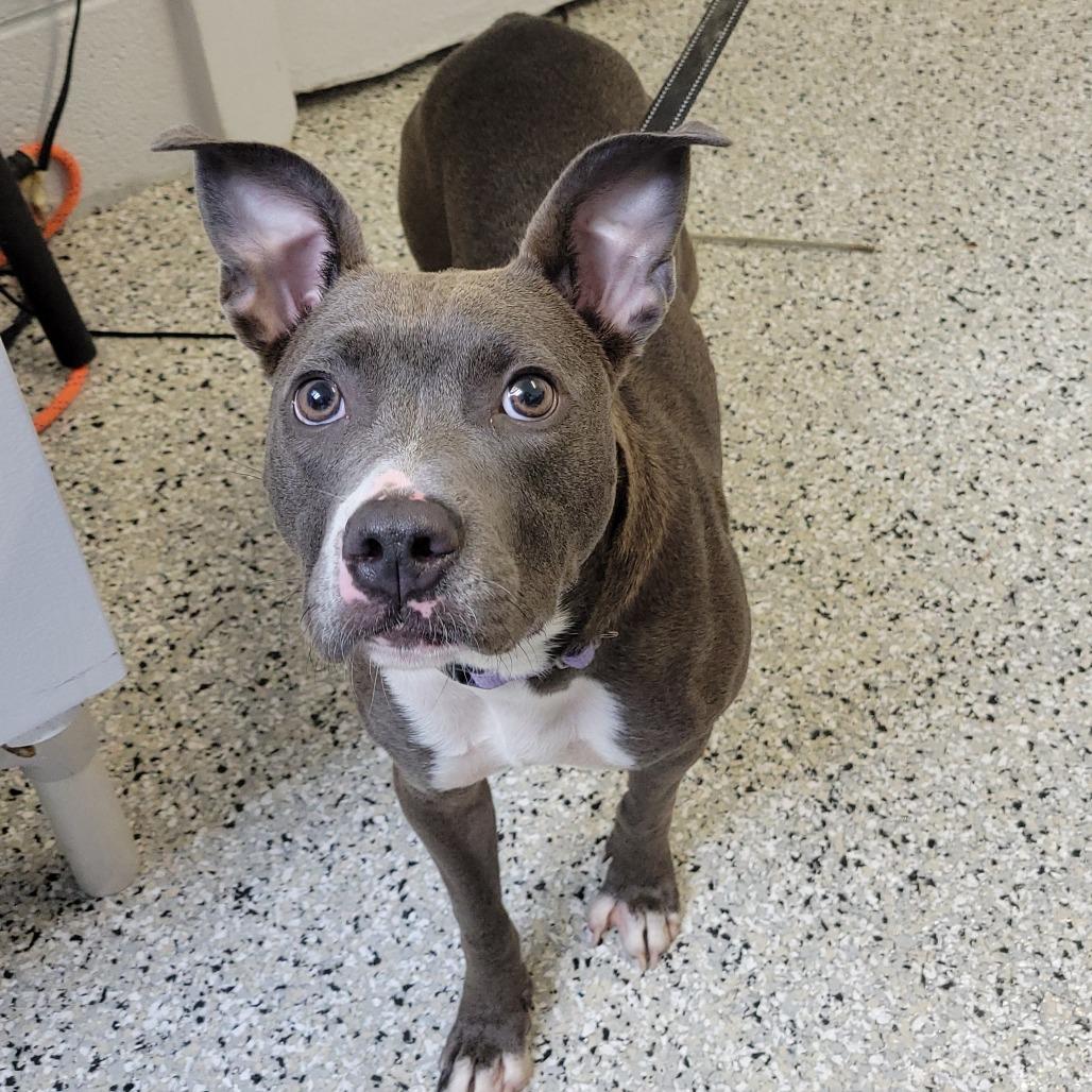 Enlarge Lucina, a Adoptable mixed breed in Hattiesburg, MS image 1/1