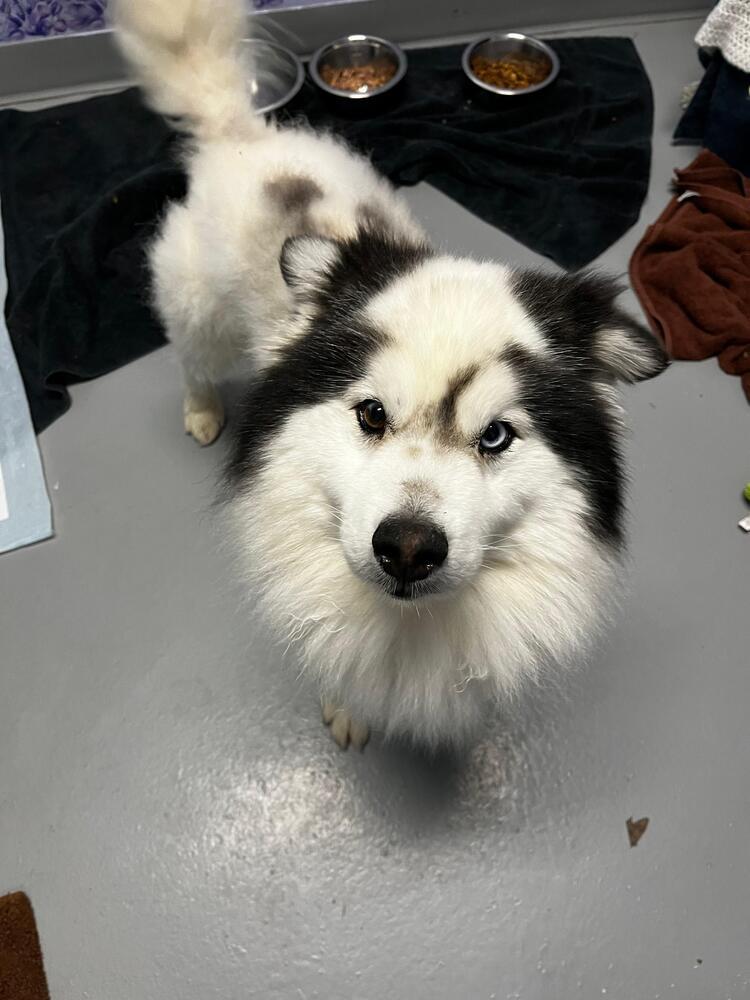 Debarkus, Adopted, Adult Male Pomeranian & Husky.