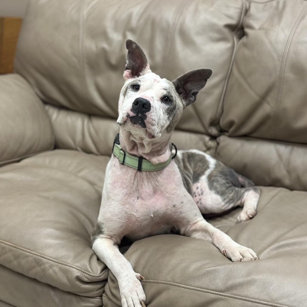 Cotton, Adoptable, Adult Female American Staffordshire Terrier.