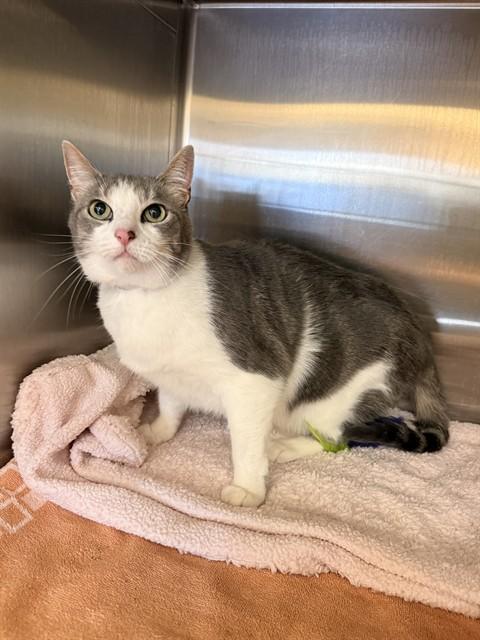 ROOTY TOOTY, Adoptable, Adult Female Domestic Short Hair.
