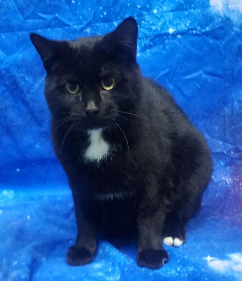 260195 Dapper, Adoptable, Adult Male Domestic Short Hair.