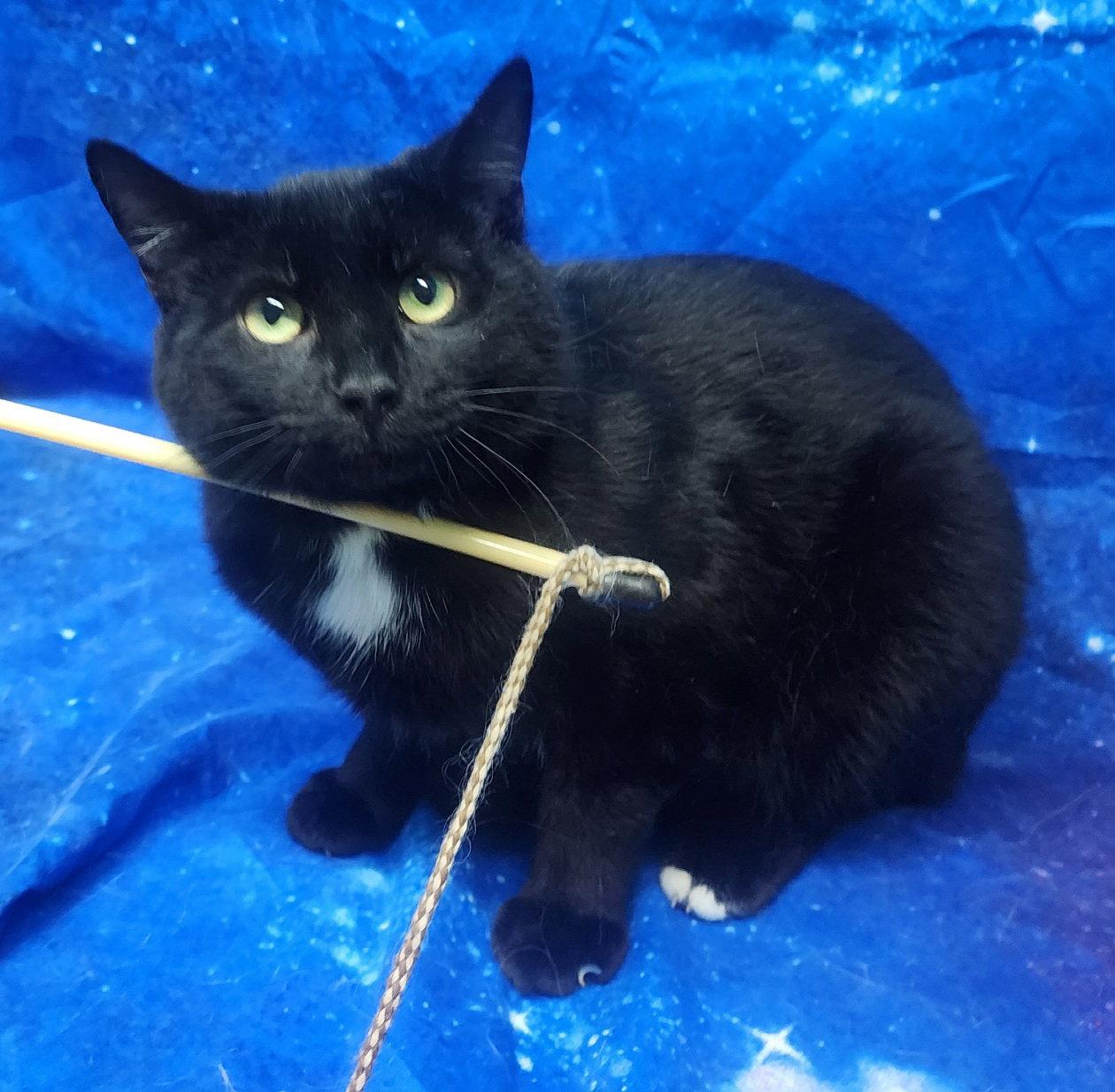 260195 Dapper, a Adoptable Domestic Short Hair in Wetumpka, AL image 2/2
