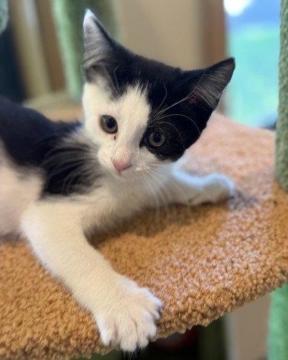 Enlarge Quickstep, a Adoptable Domestic Short Hair in Midland, VA image 1/1