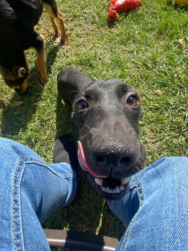 Enlarge Alice, a Adoptable Shepherd in Swainsboro, GA image 2/4