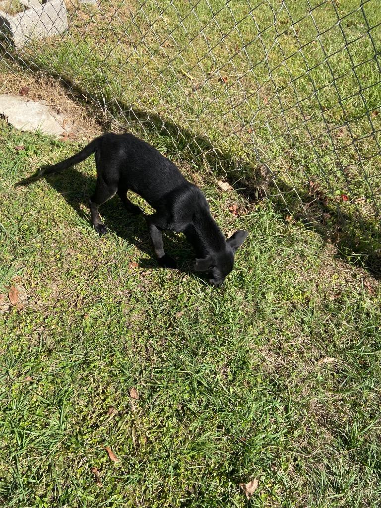 Enlarge Alice, a Adoptable Shepherd in Swainsboro, GA image 3/4