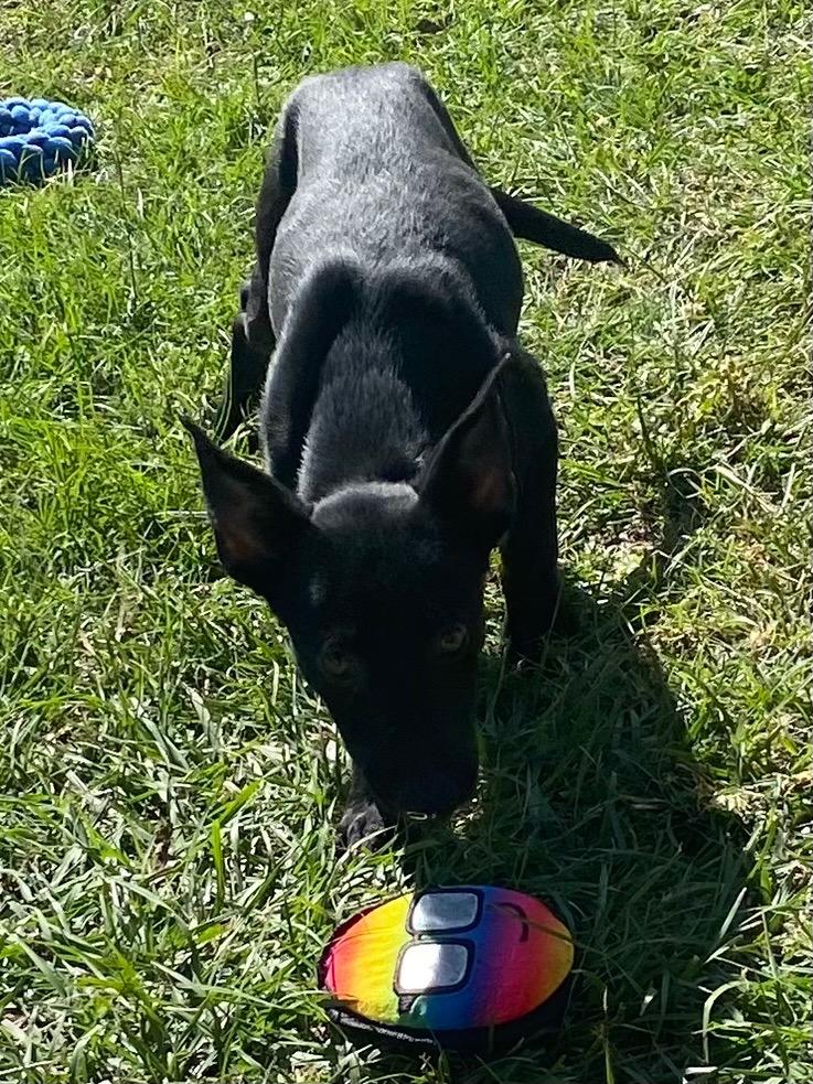 Enlarge Alice, a Adoptable Shepherd in Swainsboro, GA image 4/4