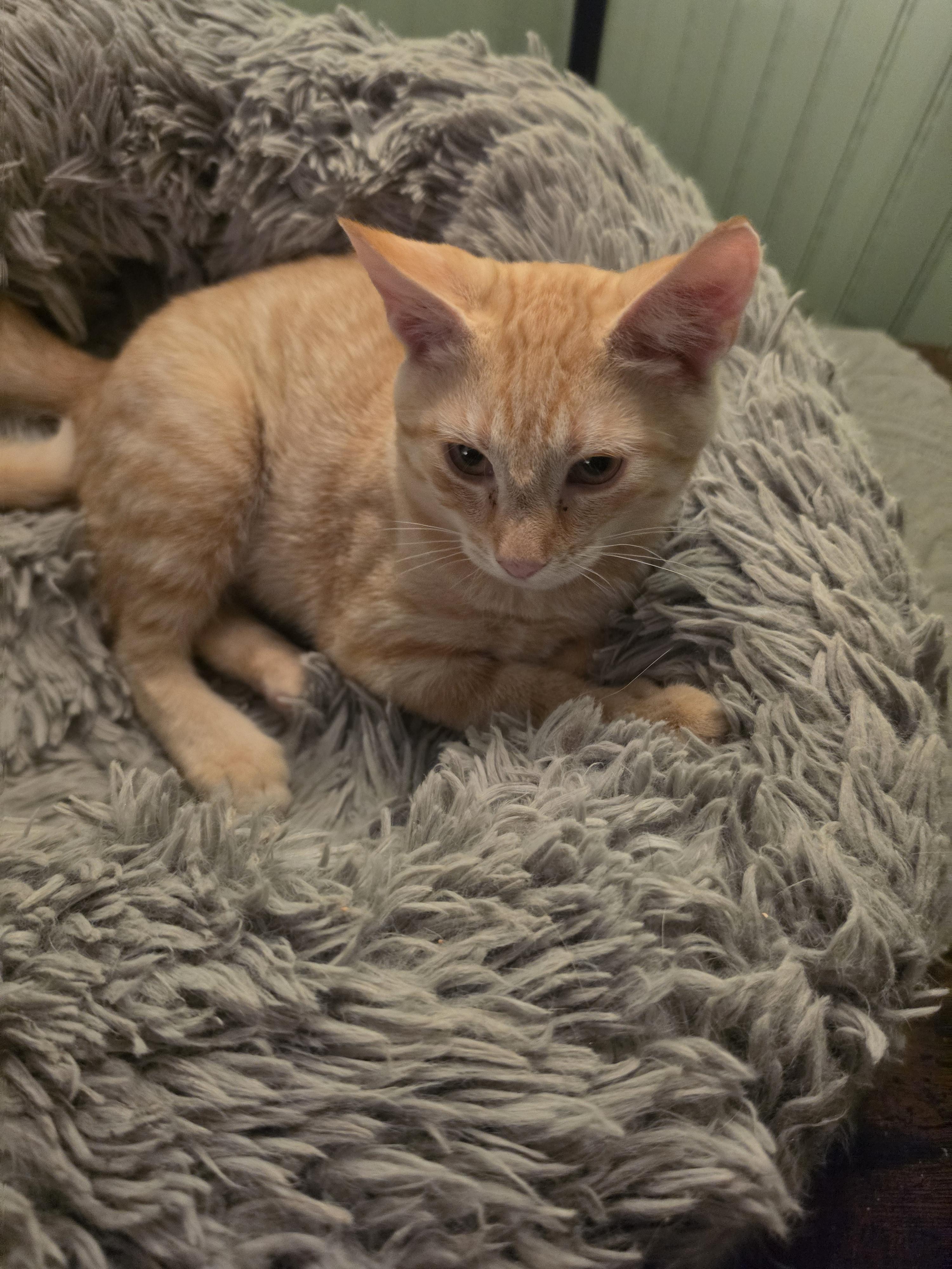 Trace, ADOPTABLE, Young Male Domestic Short Hair.
