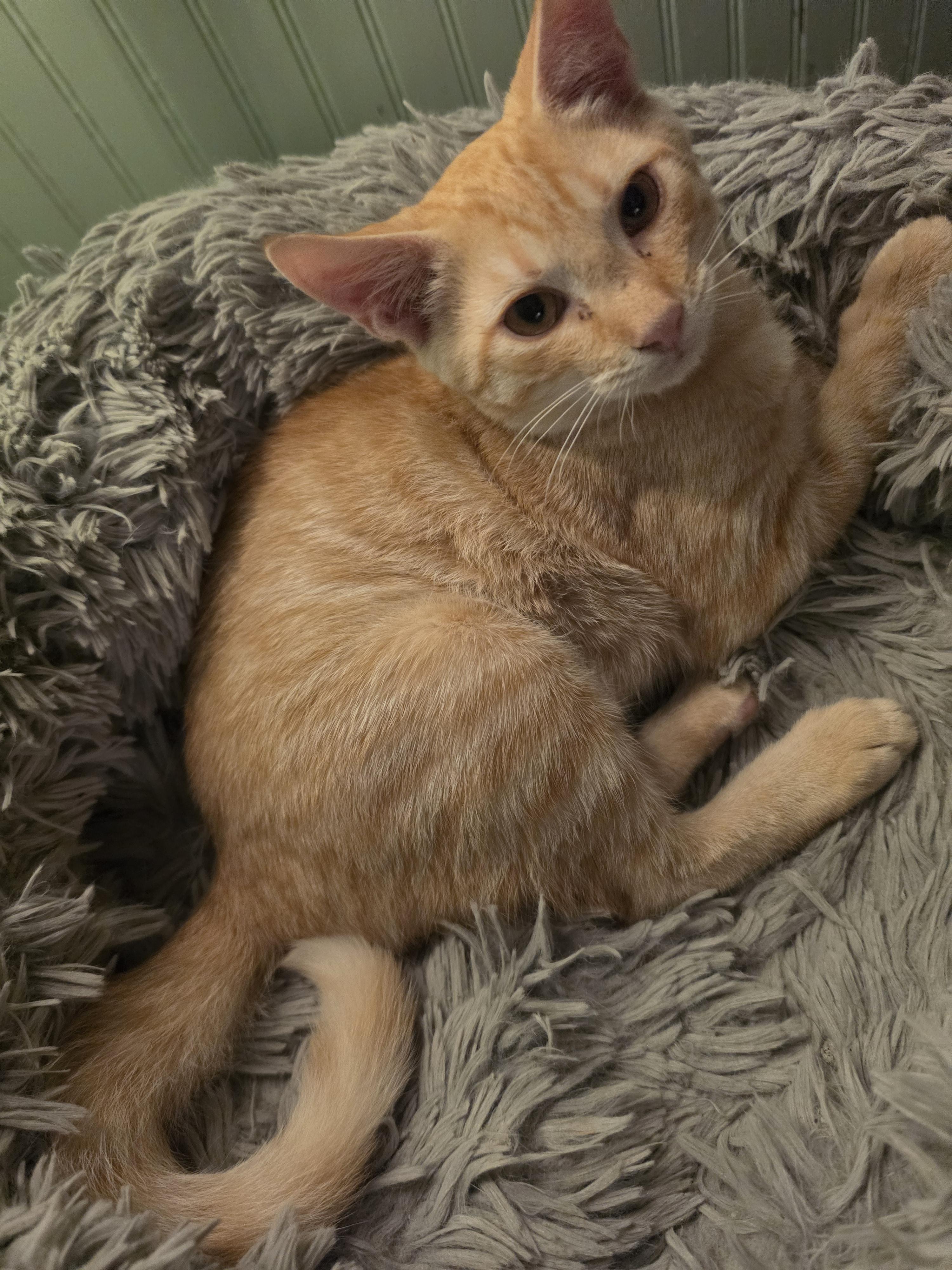 Enlarge Trace, a ADOPTABLE Domestic Short Hair in Mansfield, PA image 2/2