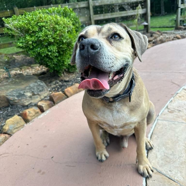 Monte, a Adoptable mixed breed in Des Moines, IA image 3/5