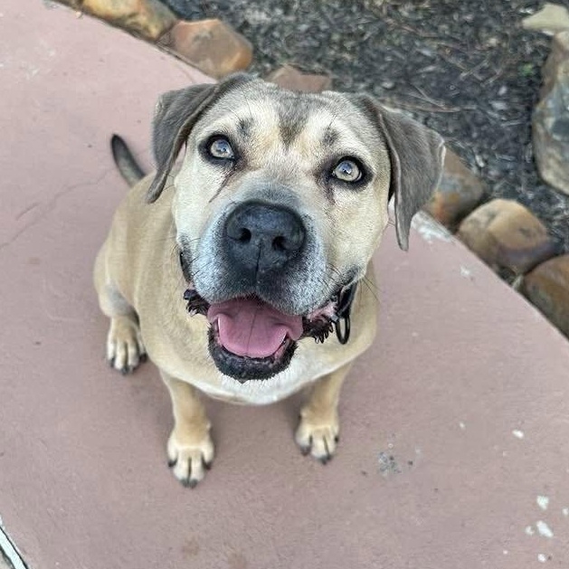 Enlarge Monte, a Adoptable mixed breed in Des Moines, IA image 1/5