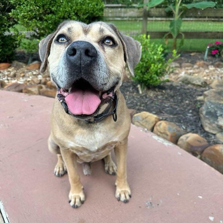 Monte, a Adoptable mixed breed in Des Moines, IA image 2/5