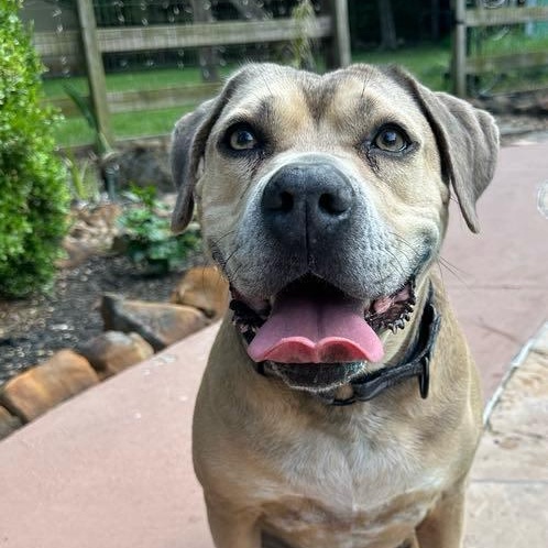 Monte, Adoptable, Adult Male Pit Bull Terrier & Boxer.