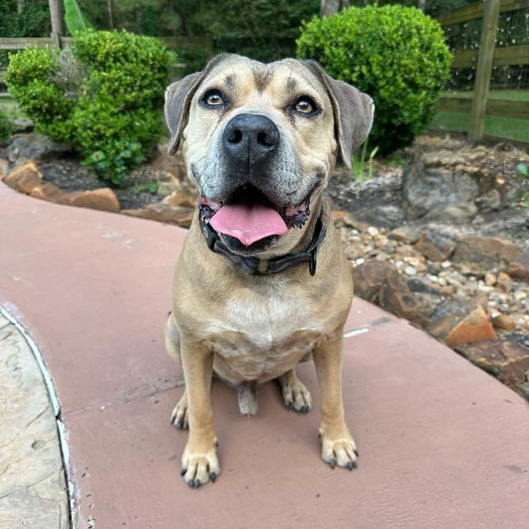 Monte, a Adoptable mixed breed in Des Moines, IA image 4/5