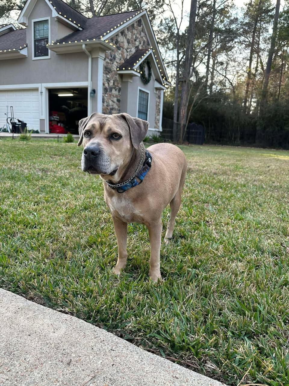 Enlarge Monte, a Adoptable mixed breed in Des Moines, IA image 5/5