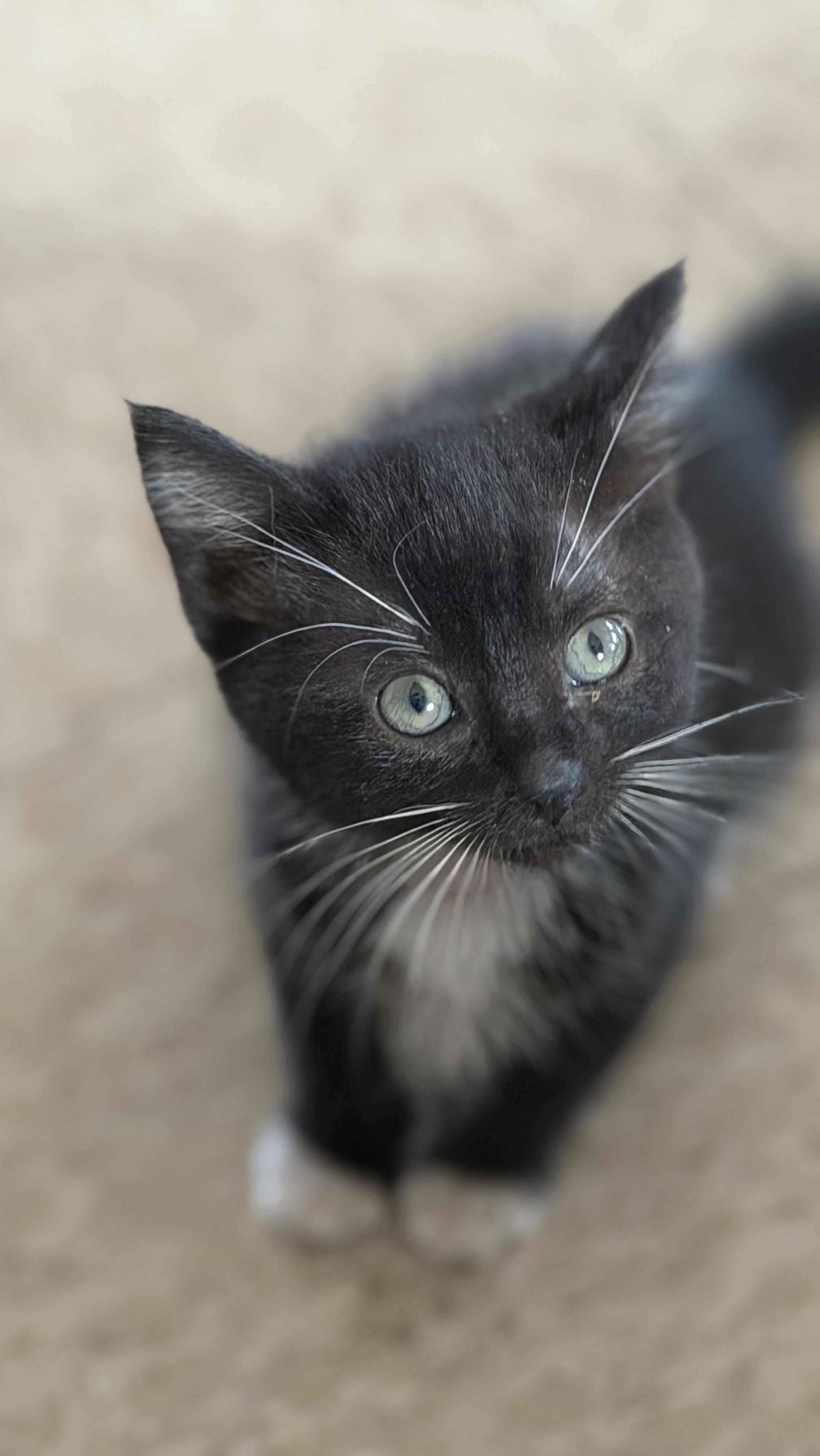 Express, ADOPTABLE, Kitten Female Domestic Short Hair.