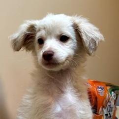 Taurus, Adoptable, Puppy Male Terrier.