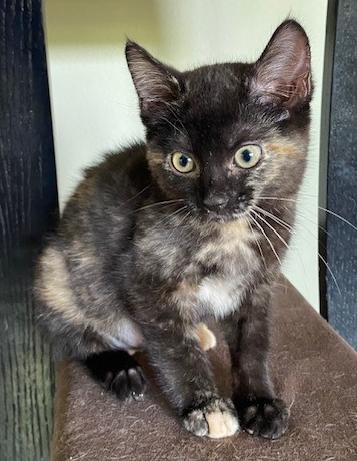 Enlarge Peach, a Adoptable Domestic Short Hair in Shawnee, KS image 1/3