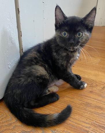 Enlarge Peach, a Adoptable Domestic Short Hair in Shawnee, KS image 2/3