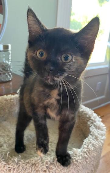 Enlarge Peach, a Adoptable Domestic Short Hair in Shawnee, KS image 3/3