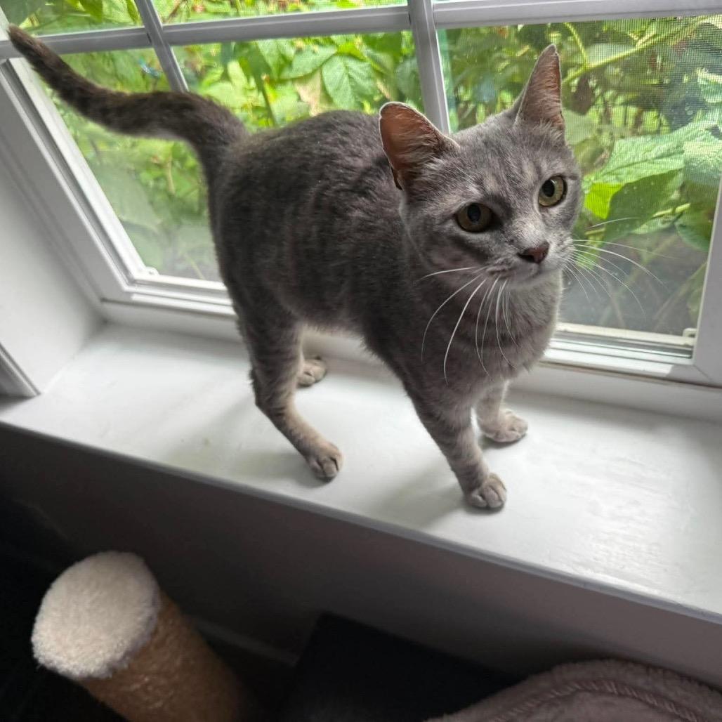 Peach, Adoptable, Young Female Domestic Short Hair.