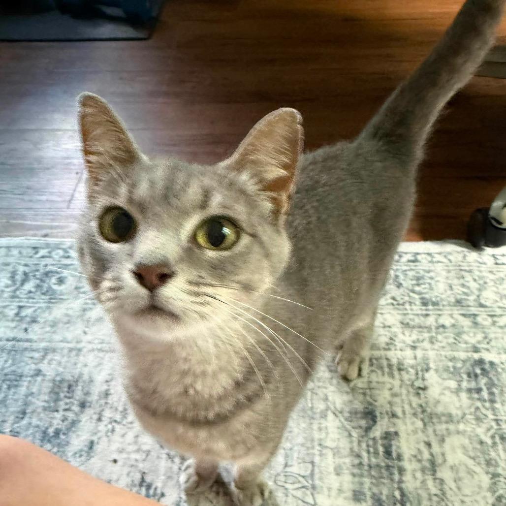 Enlarge Peach, a Adoptable Domestic Short Hair in Brevard, NC image 2/5