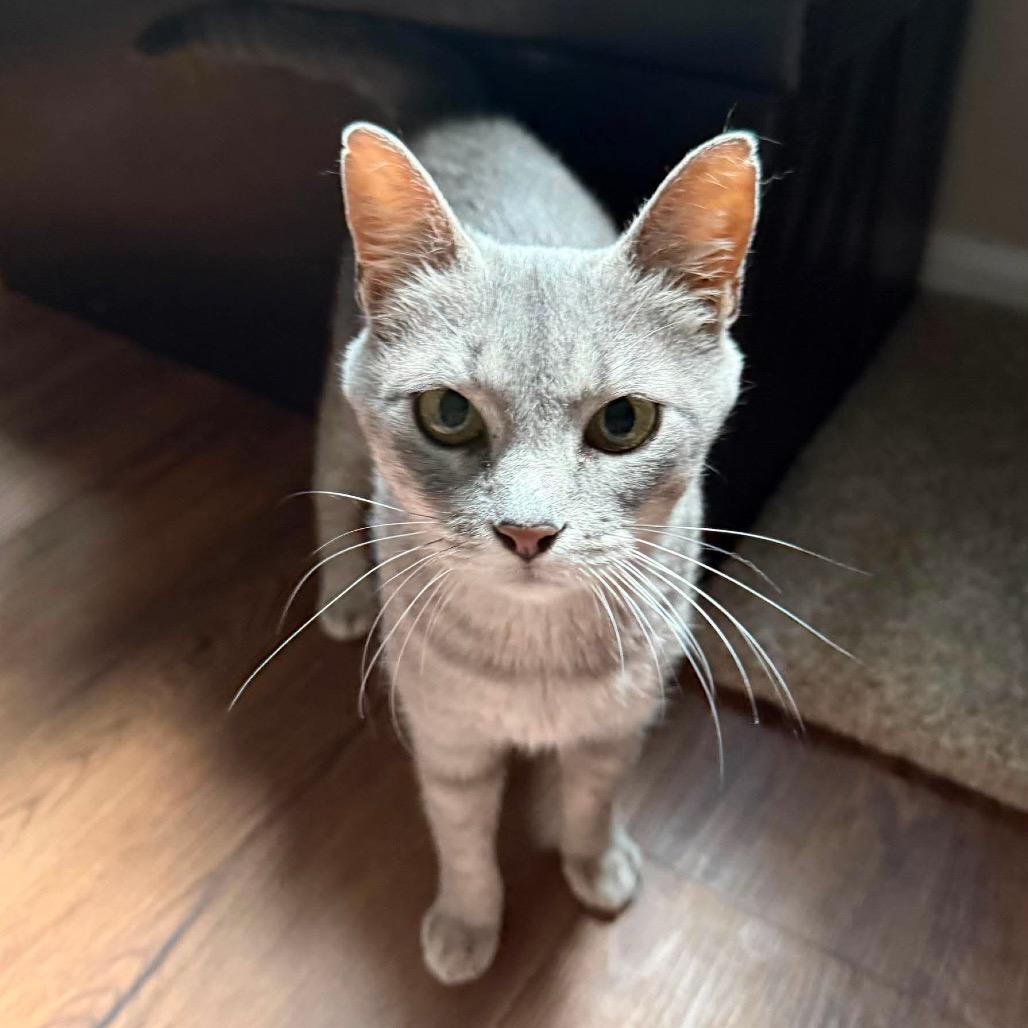 Enlarge Peach, a Adoptable Domestic Short Hair in Brevard, NC image 3/5