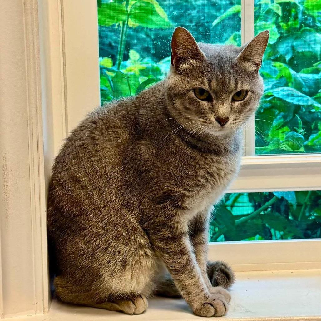 Enlarge Peach, a Adoptable Domestic Short Hair in Brevard, NC image 4/5