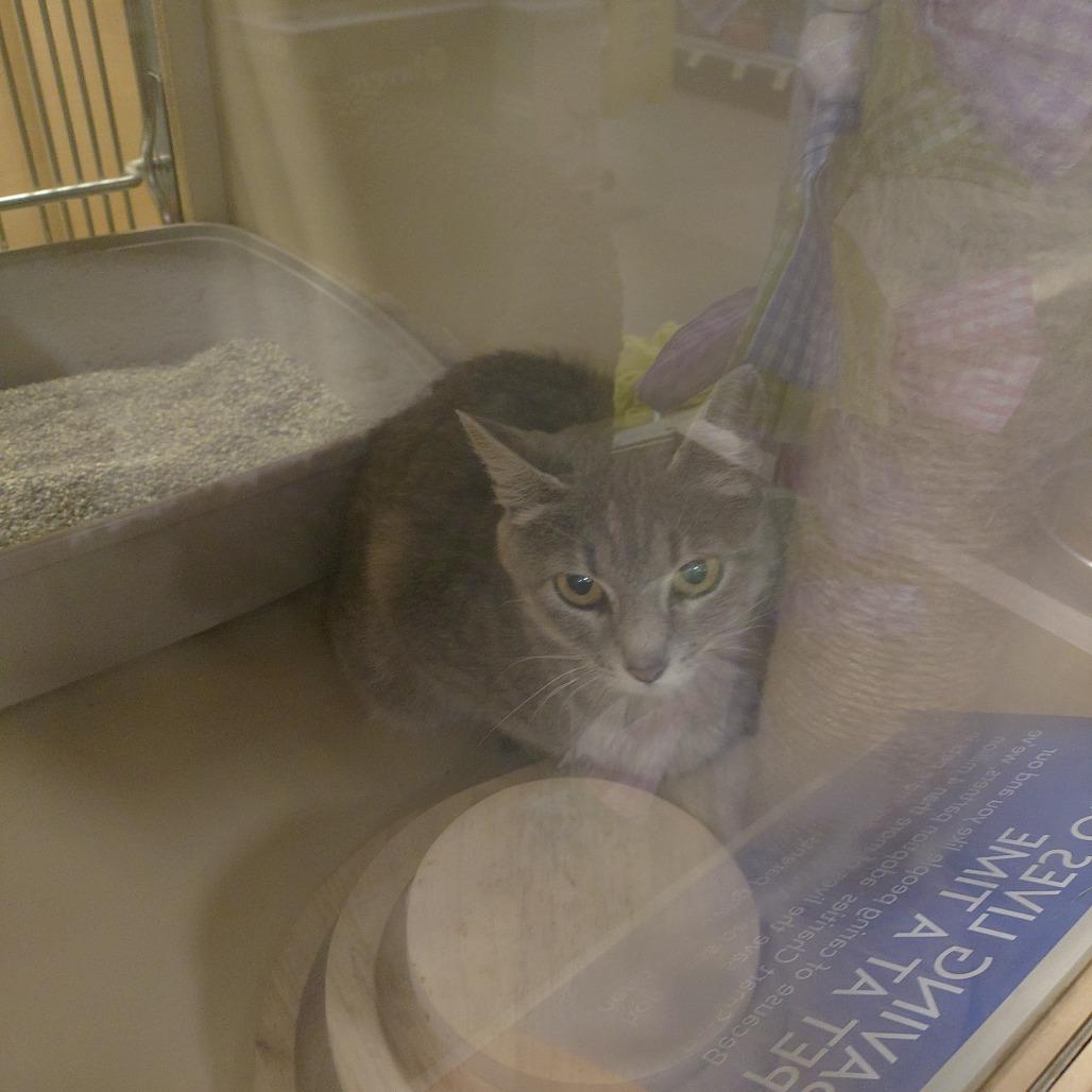 Enlarge Peach, a Adoptable Domestic Short Hair in Brevard, NC image 2/2