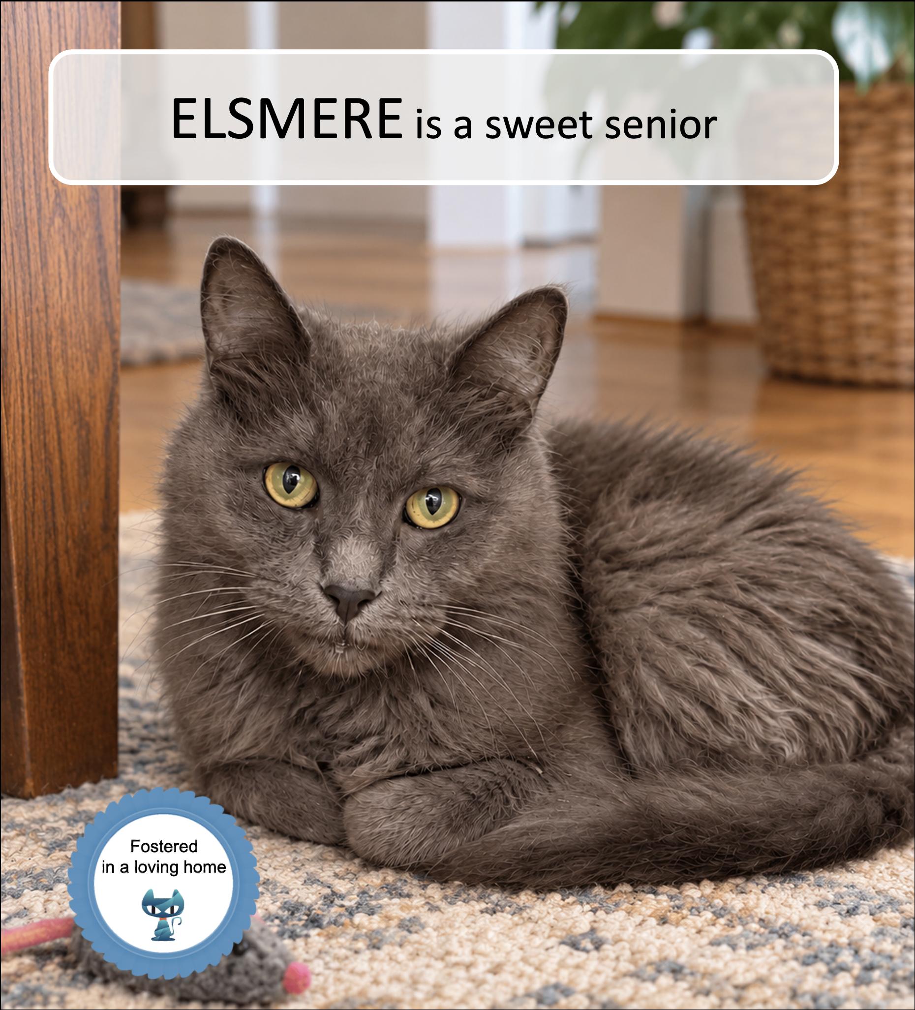 Elsmere, Adoptable, Senior Male Domestic Medium Hair.