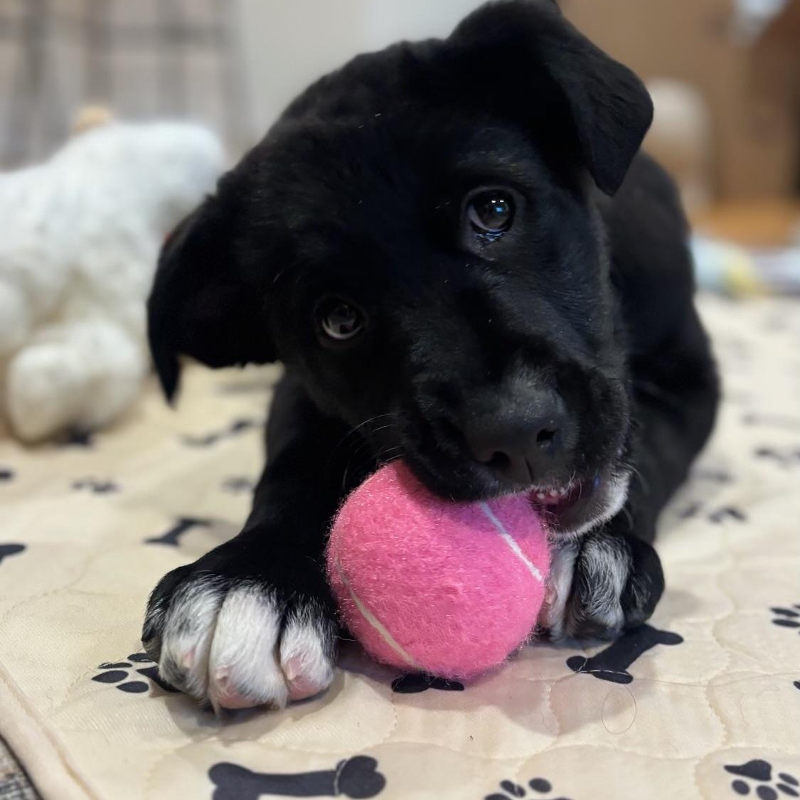 Dove - in NH !, ADOPTABLE, Puppy Female Labrador Retriever.
