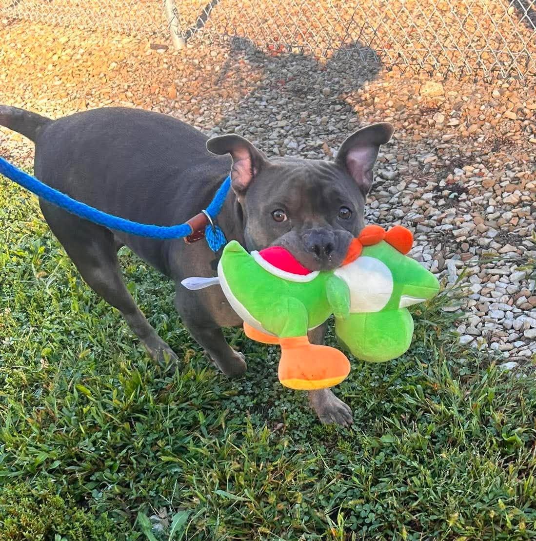 Racca, Adoptable, Adult Female Mixed Breed.