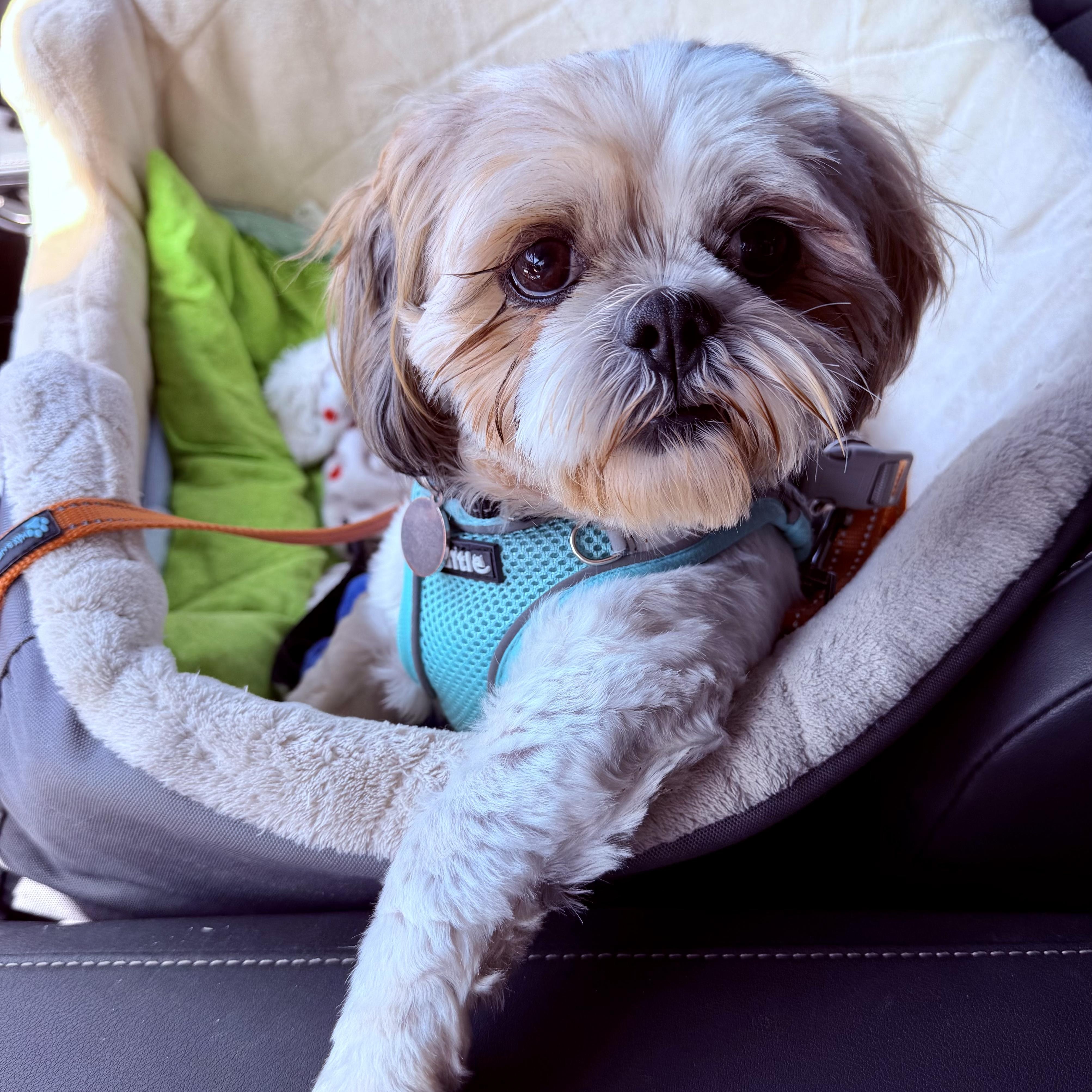 Enlarge Momo Savor, an adopted Shih Tzu in Plano, TX image 1/1