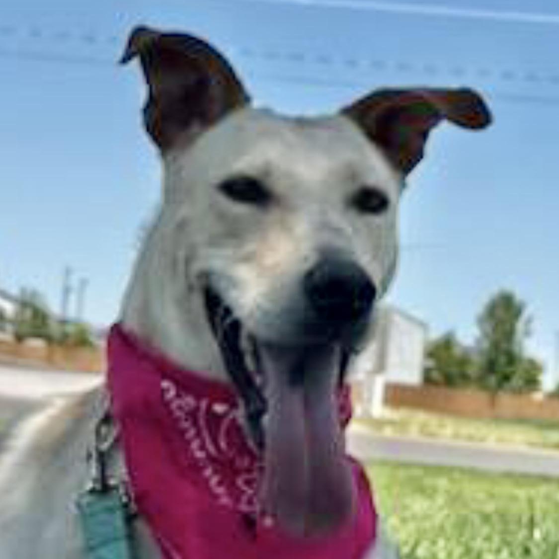 Sweet as Maple, Adopted, Young Female Bull Terrier & Australian Cattle Dog / Blue Heeler.