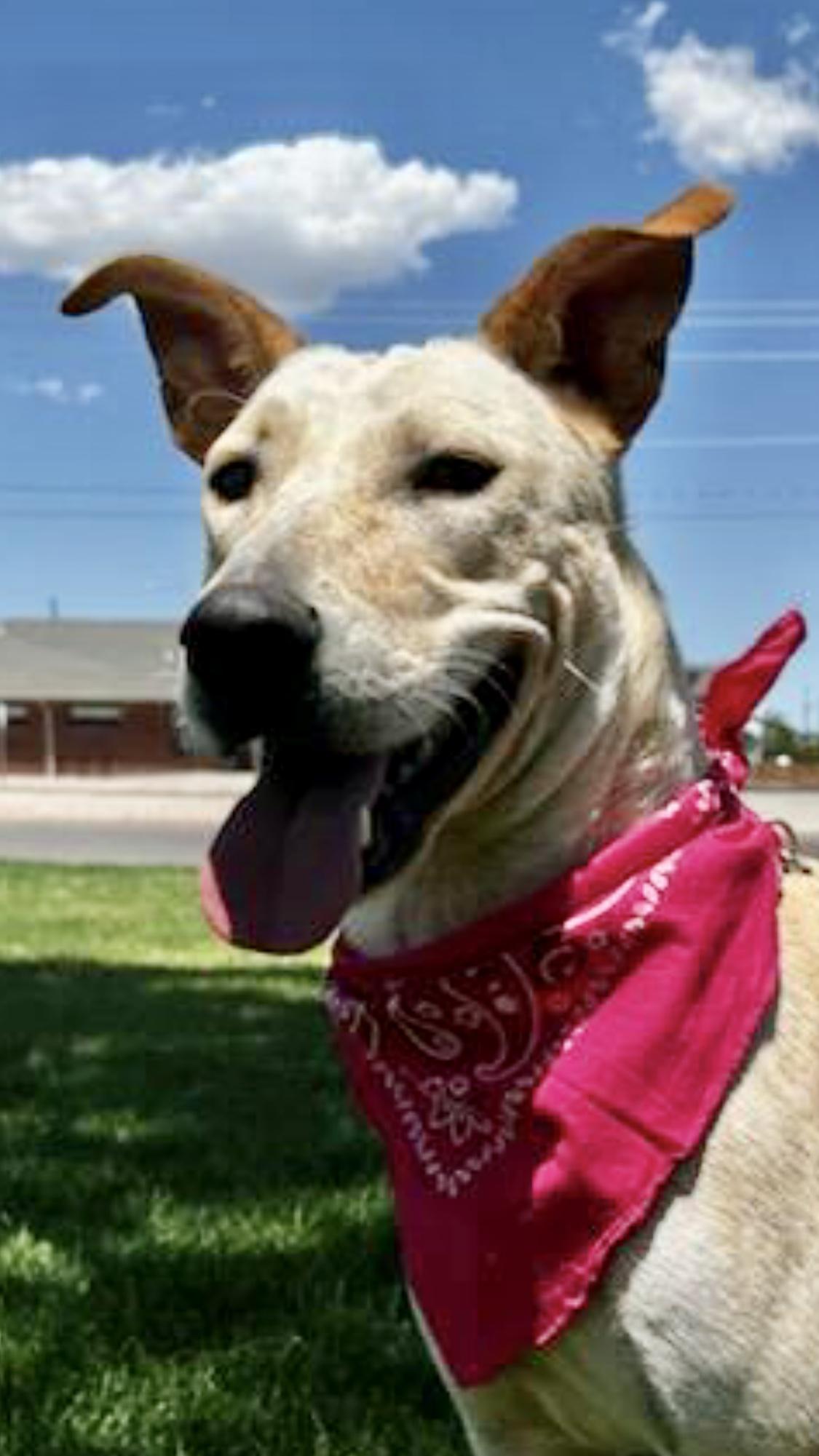 Enlarge Sweet as Maple, a Adopted mixed breed in Carbondale, CO image 2/3