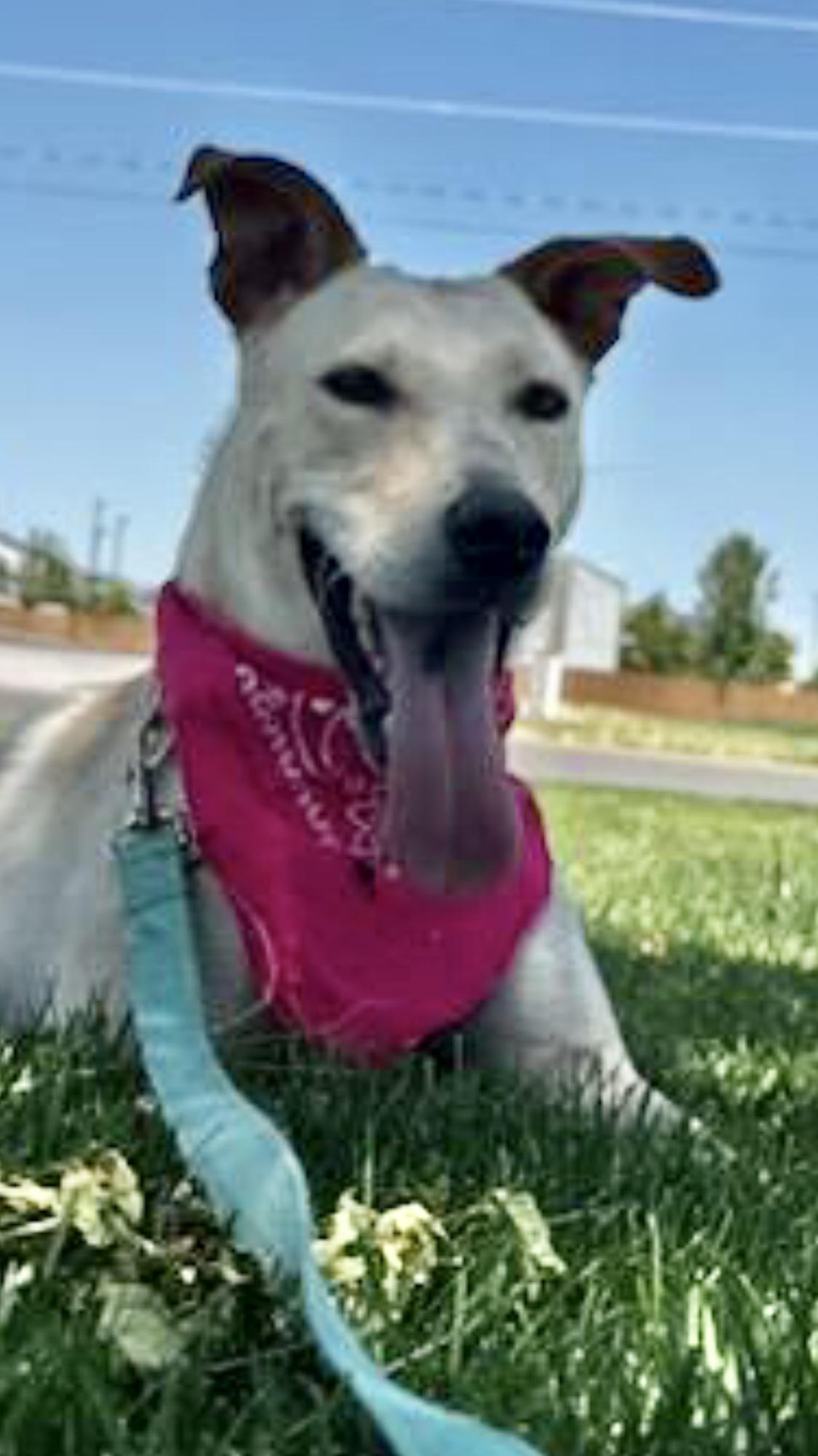Enlarge Sweet as Maple, a Adopted mixed breed in Carbondale, CO image 3/3