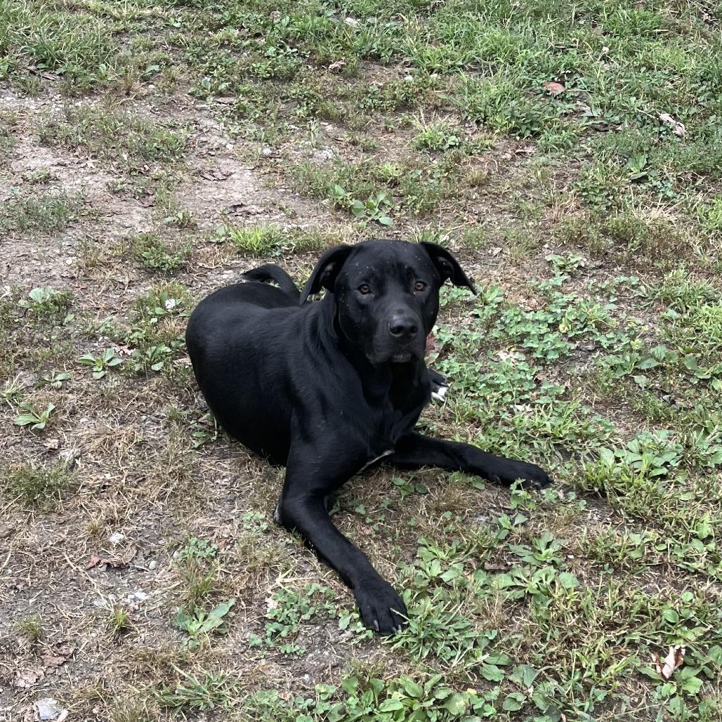 Enlarge Dog Dog (Fowl), a Adoptable mixed breed in Morganfield, KY image 1/4