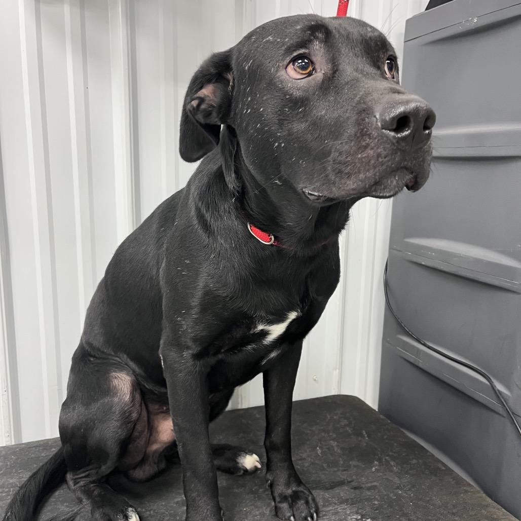 Enlarge Dog Dog (Fowl), a Adoptable mixed breed in Morganfield, KY image 2/4