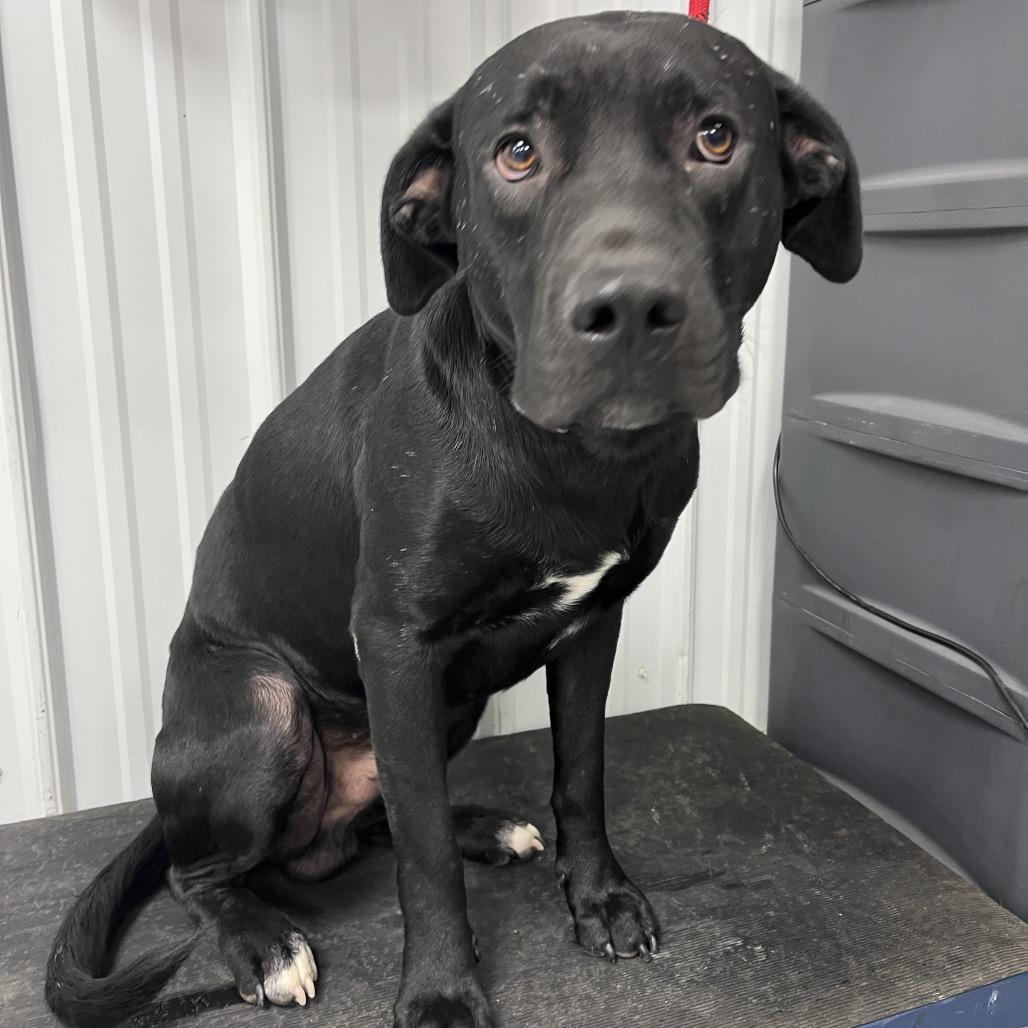 Enlarge Dog Dog (Fowl), a Adoptable mixed breed in Morganfield, KY image 3/4