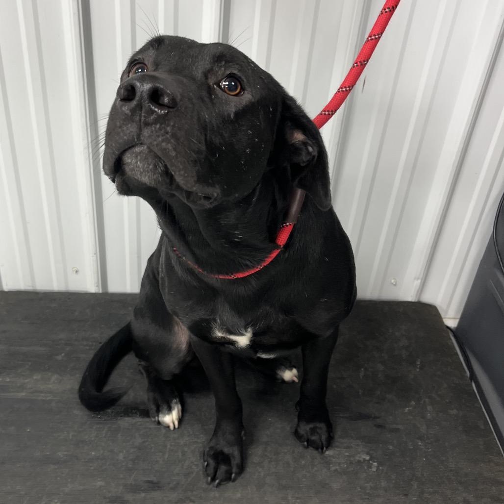 Enlarge Dog Dog (Fowl), a Adoptable mixed breed in Morganfield, KY image 4/4