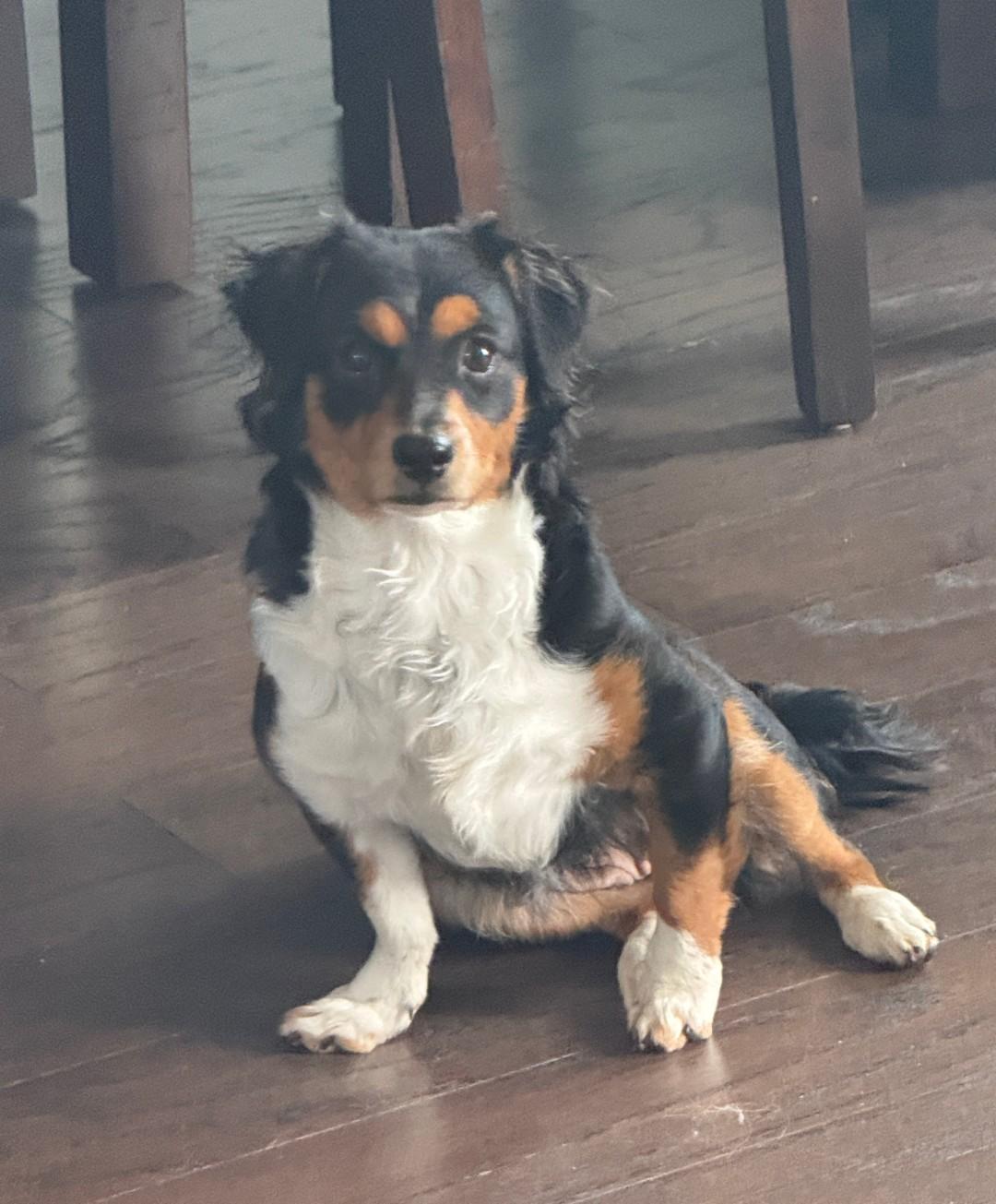 Enlarge Maggie, a ADOPTABLE mixed breed in Spring, TX image 1/5