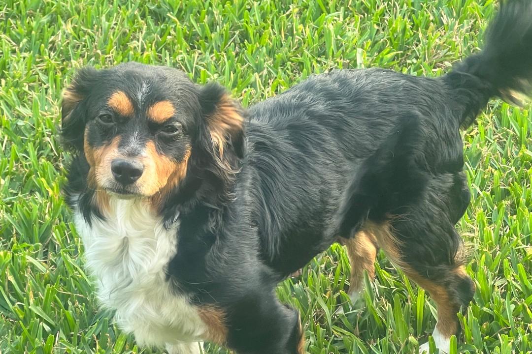 Enlarge Maggie, a ADOPTABLE mixed breed in Spring, TX image 2/5