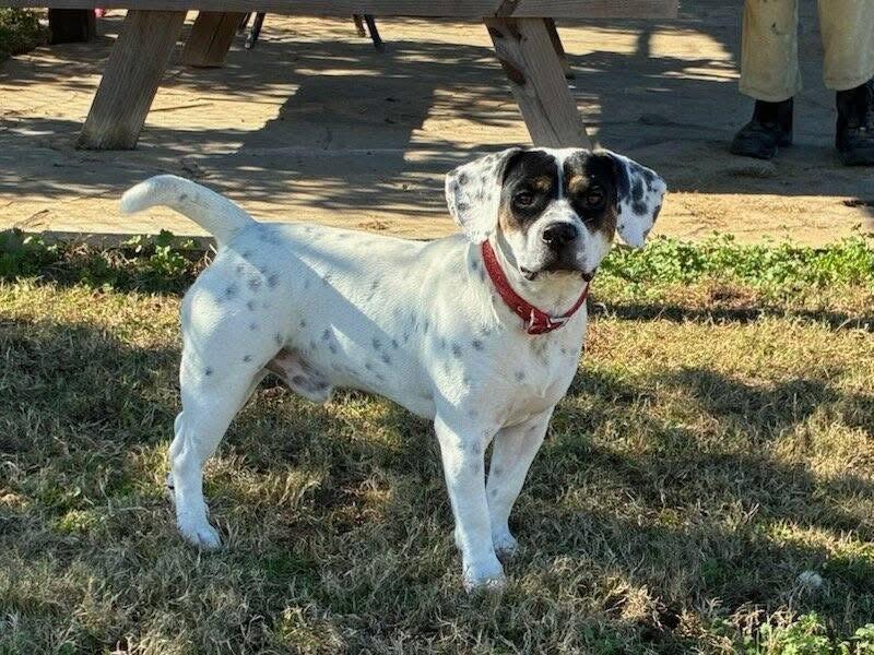 Price, an adopted mixed breed in Jackson, GA image 4/4