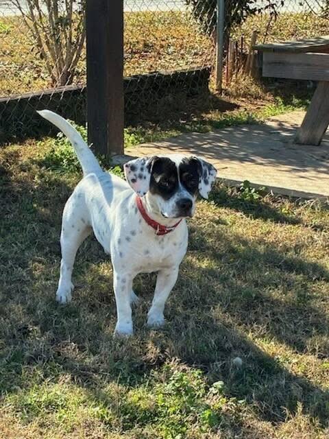 Price, an adopted mixed breed in Jackson, GA image 1/4