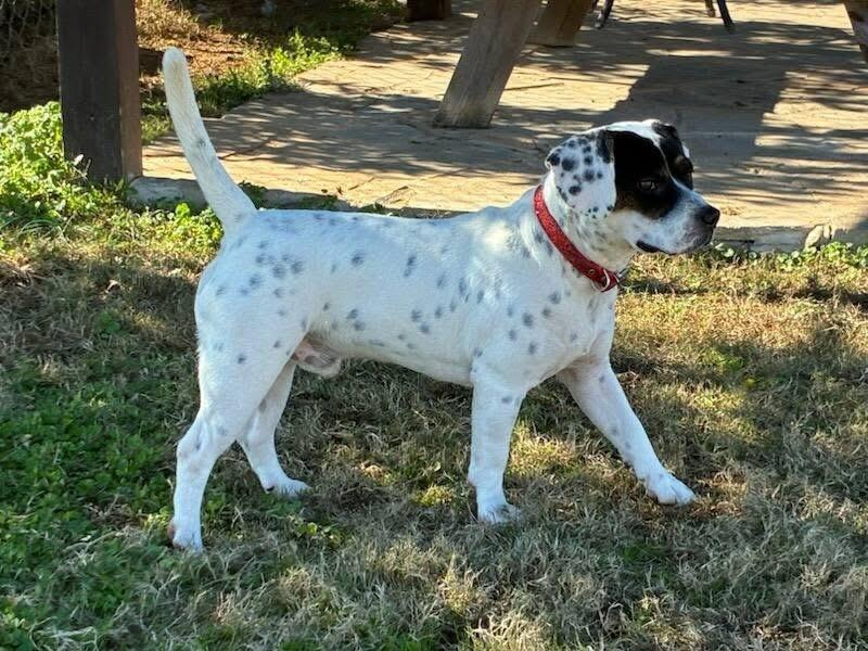 Price, an adopted mixed breed in Jackson, GA image 3/4