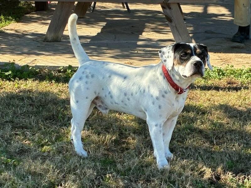 Price, an adopted mixed breed in Jackson, GA image 2/4