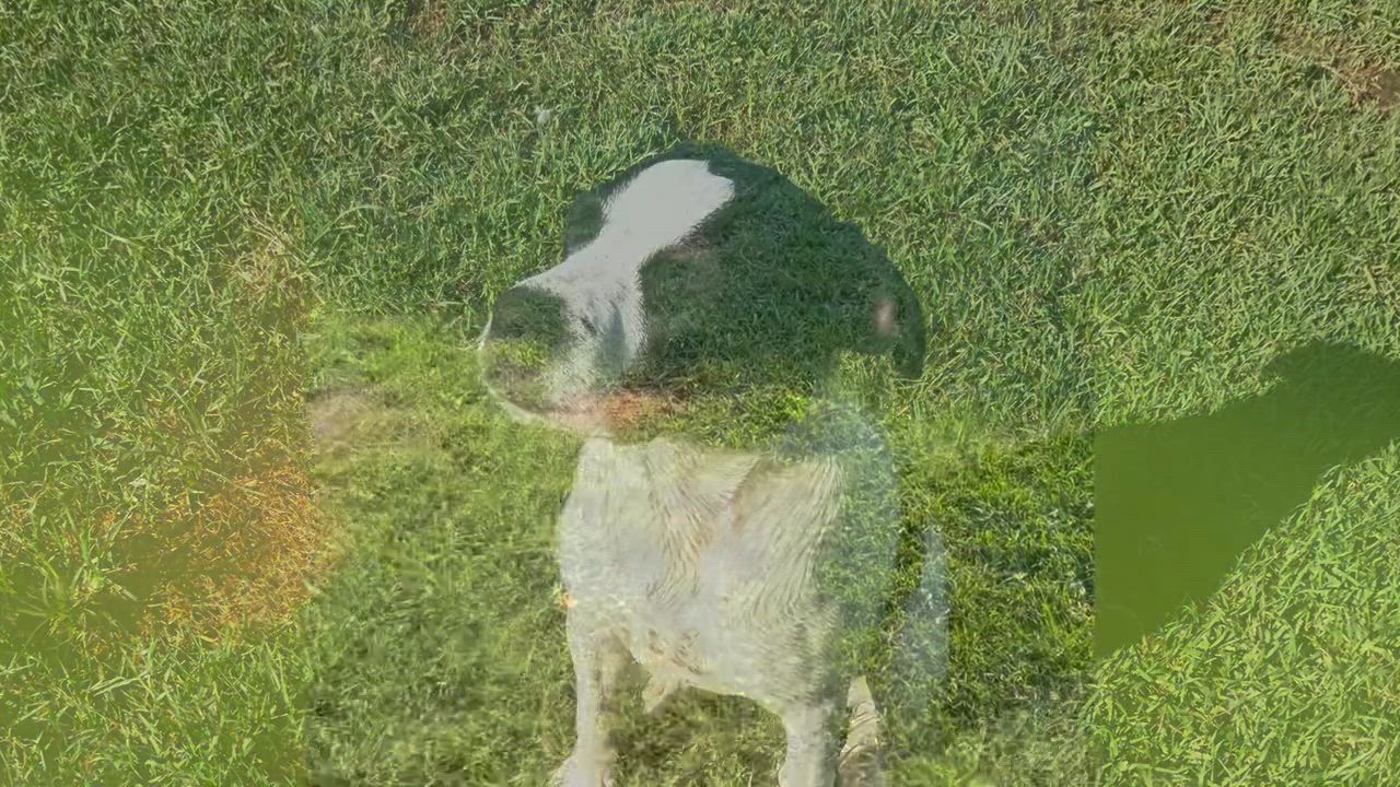 Enlarge Remy, a Adoptable mixed breed in Whitehall, PA video 3/6