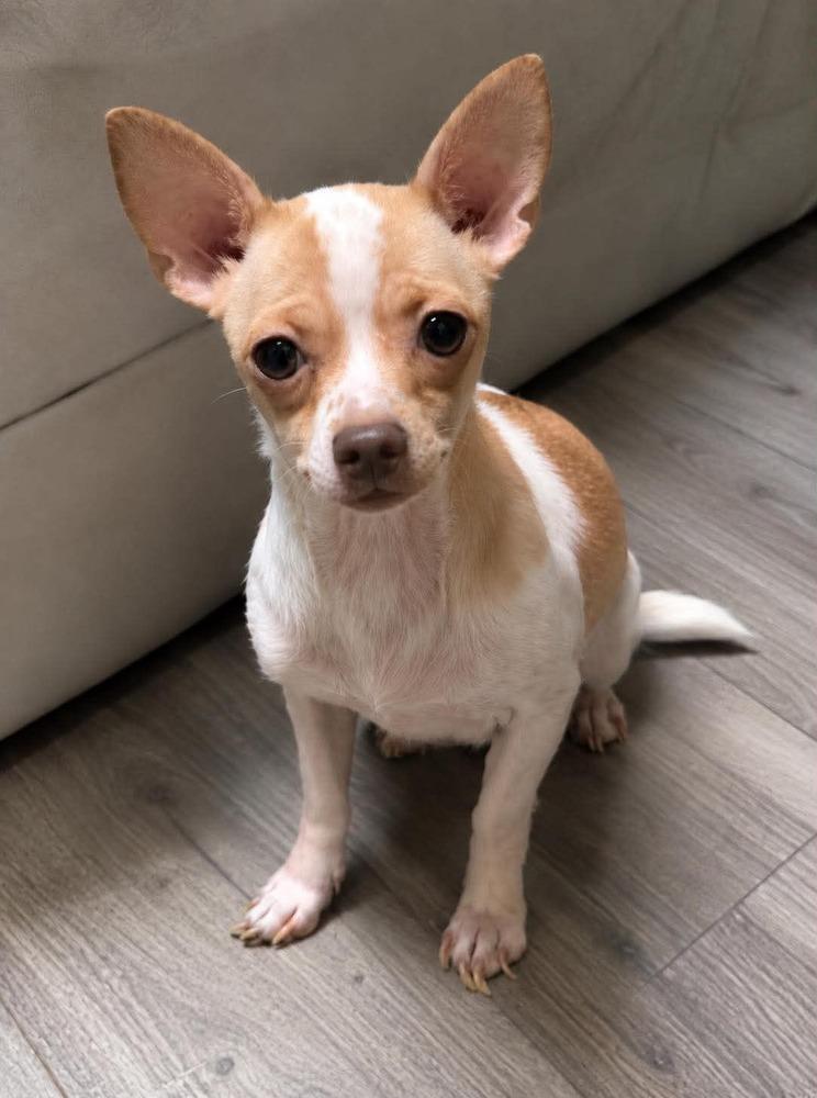 Daisy, Adoptable, Adult Female Chihuahua & Terrier.