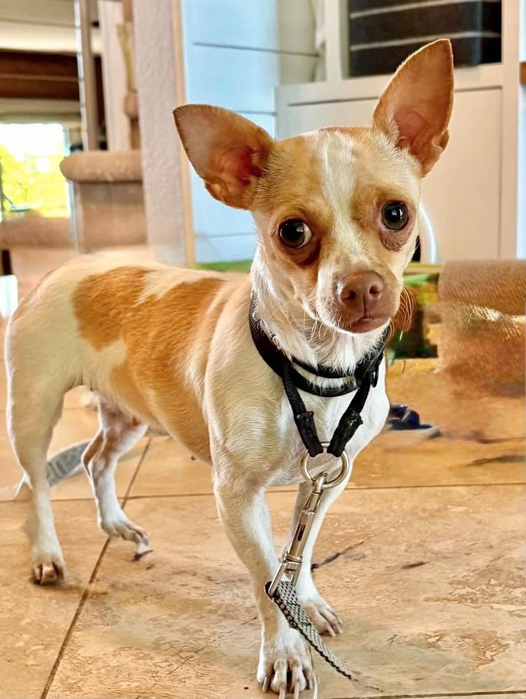 Daisy, Adoptable, Adult Female Chihuahua & Terrier.